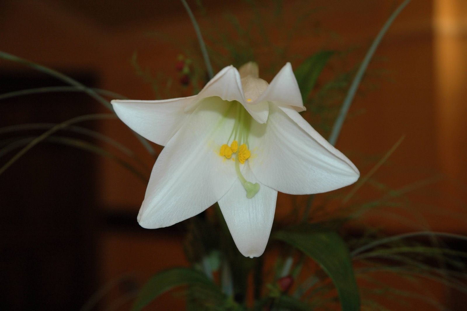 White Flower